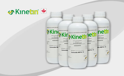 KINETIN  Fermintesa